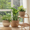 Large Natural Seagrass Planter for Indoor Plants